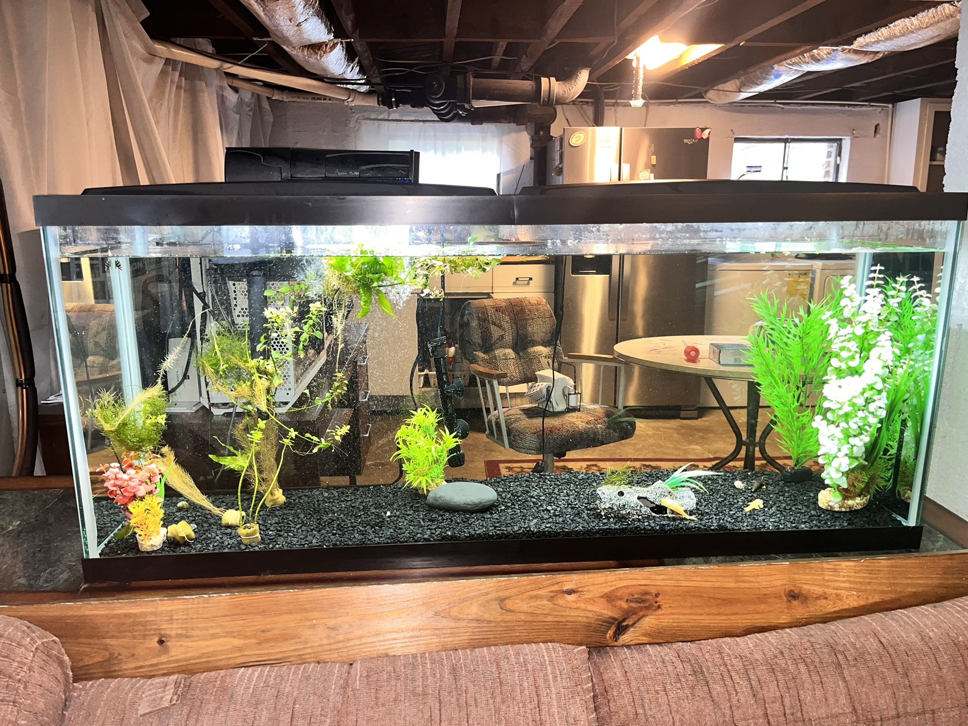 55 gallon aquarium tank