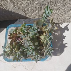 18 To 20 Succulent Plants.