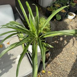 spider Plant  