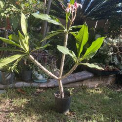 Planta De Plumeria