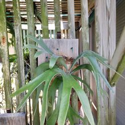 Staghorn fern plant