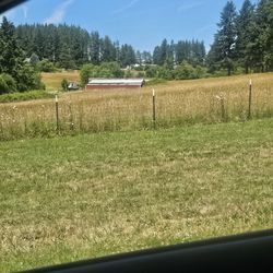 2025 Grass Hay 