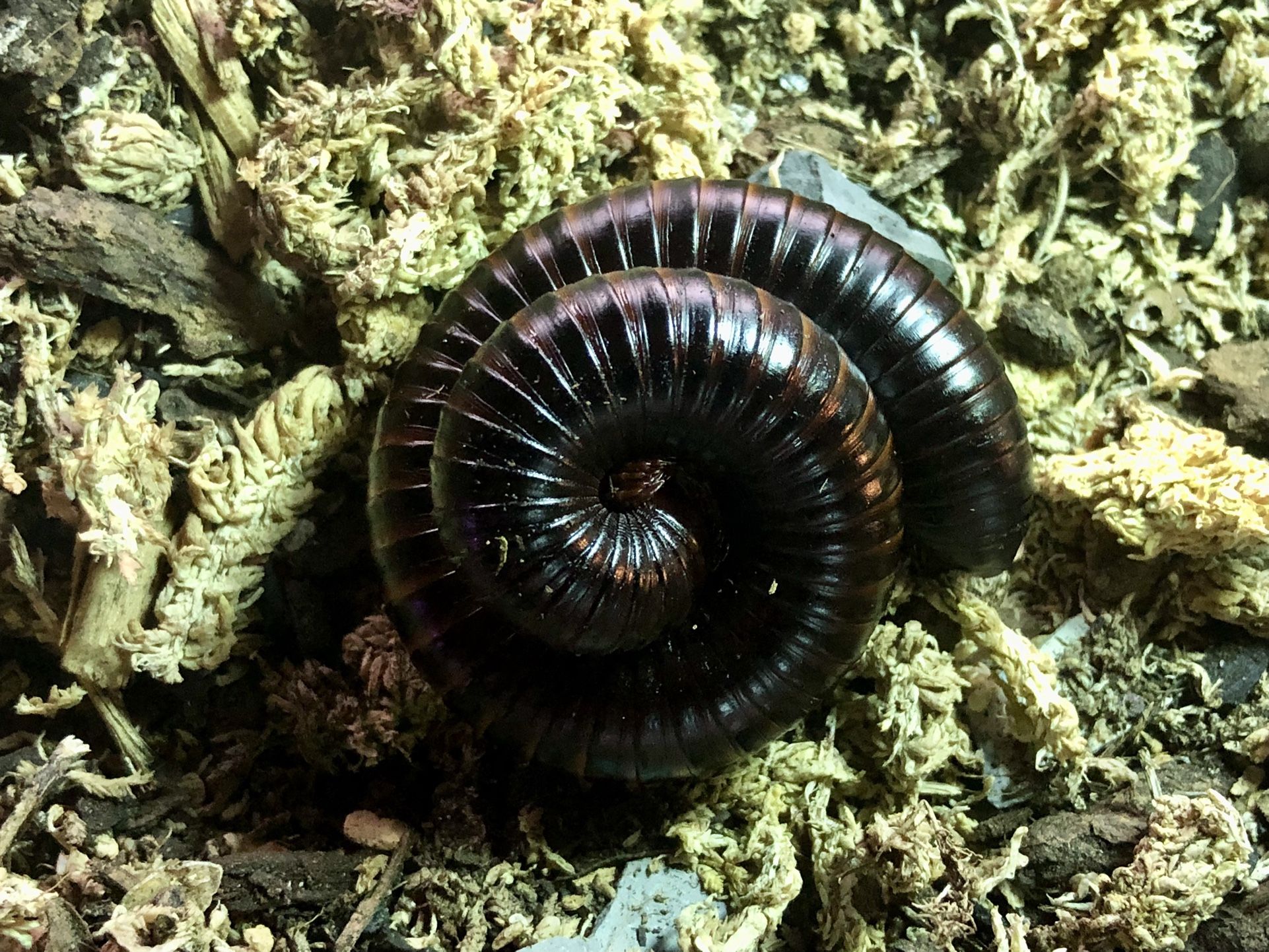 GIANT african millipede Tank Decor