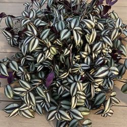 Very large wandering jewel, live Plant in a 8” nursery pot. ✔️ profile for more 🪴