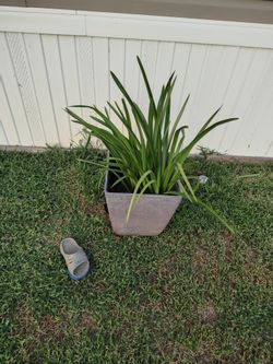Extra Large Potted Lilly of the Nile Plant (Extremely Heathy and Massive 10 Gallon)