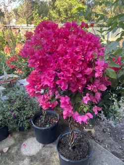 Bougainvillea Trees 7 Gallon Tree Braided 