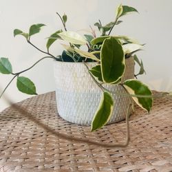 Hoya Tricolor Plants