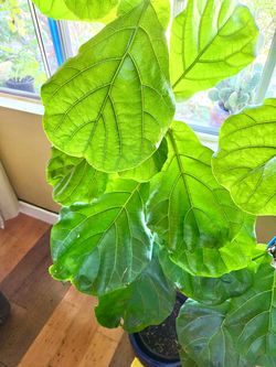 PLANT  FIDDLE LEAF FIG 🌱