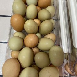 Organic Eggs/ Huevos Organicos 