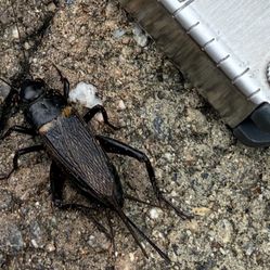 Live Black Field Crickets 