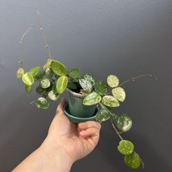 Hoya Mathilde Splash Plant