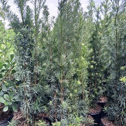 Podocarpus Hedges 15gl 5.5-6ft🌼$45