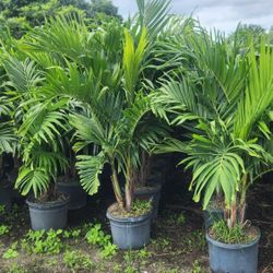 Spectacular Christmas Palms 6 Feet Tall!!! Fertilized!!! 