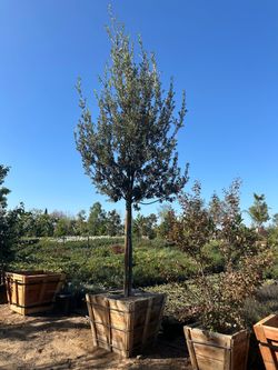 Ilex oak tree , evergreen shade tree 36”box