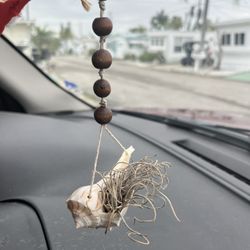 Airplane In Shell ( Tillandsia, Spanish Moss )