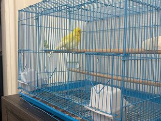 Canary cage