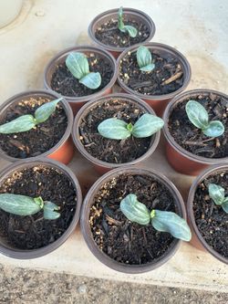Loofah plants
