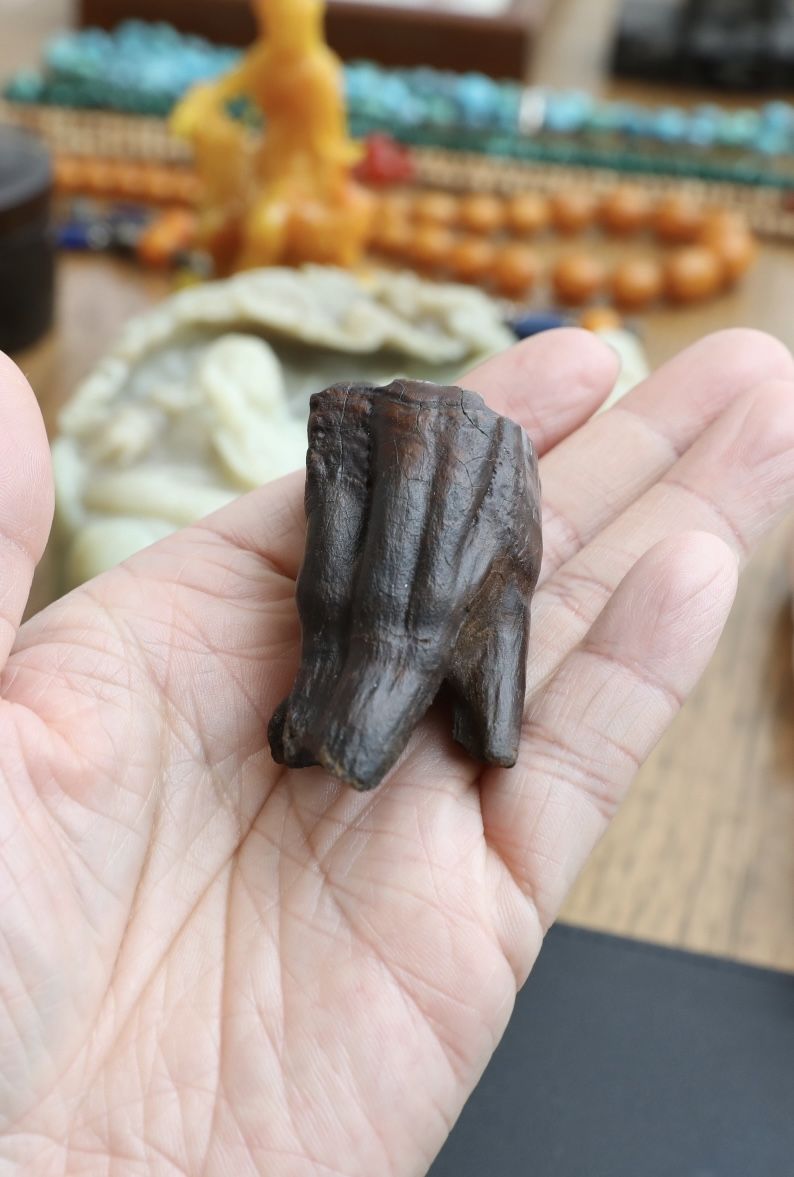 2X Fossil T 🦷-Rare Fossil 🦕- great condition- two T