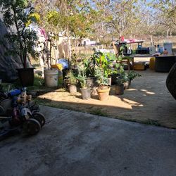 Plants For Sell Avocado 🥑 Ect