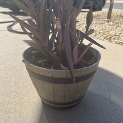 Wandering Jew Pot Plant