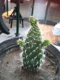 Cactus