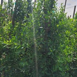 Ficus Nitida Hedge