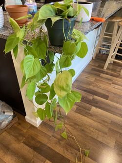 Philodendron Lemon Lime Long Vines