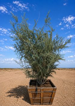 Ironwood Tree