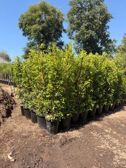 Indian Laurel ficus 15 gallons