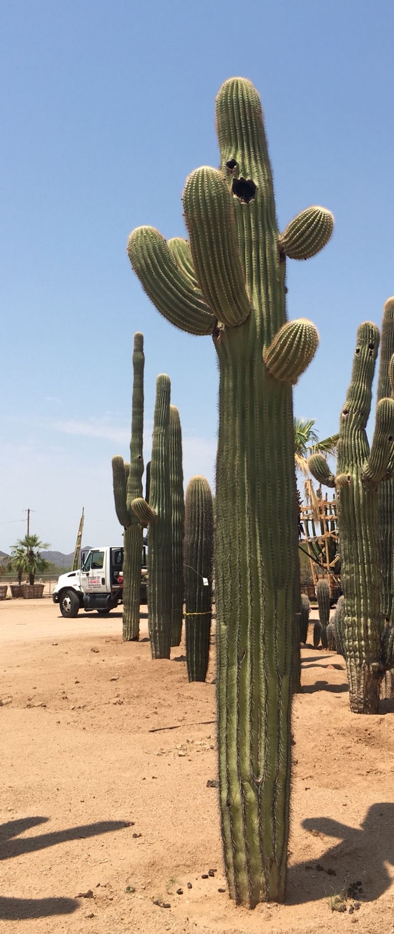 Saguaro Cactus for Sale for Sale in Phoenix, AZ OfferUp