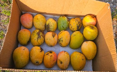 Hairy Stringy Sweet and Juicy Mangoes $10 the box