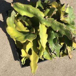 Dragon Fruit Cuttings