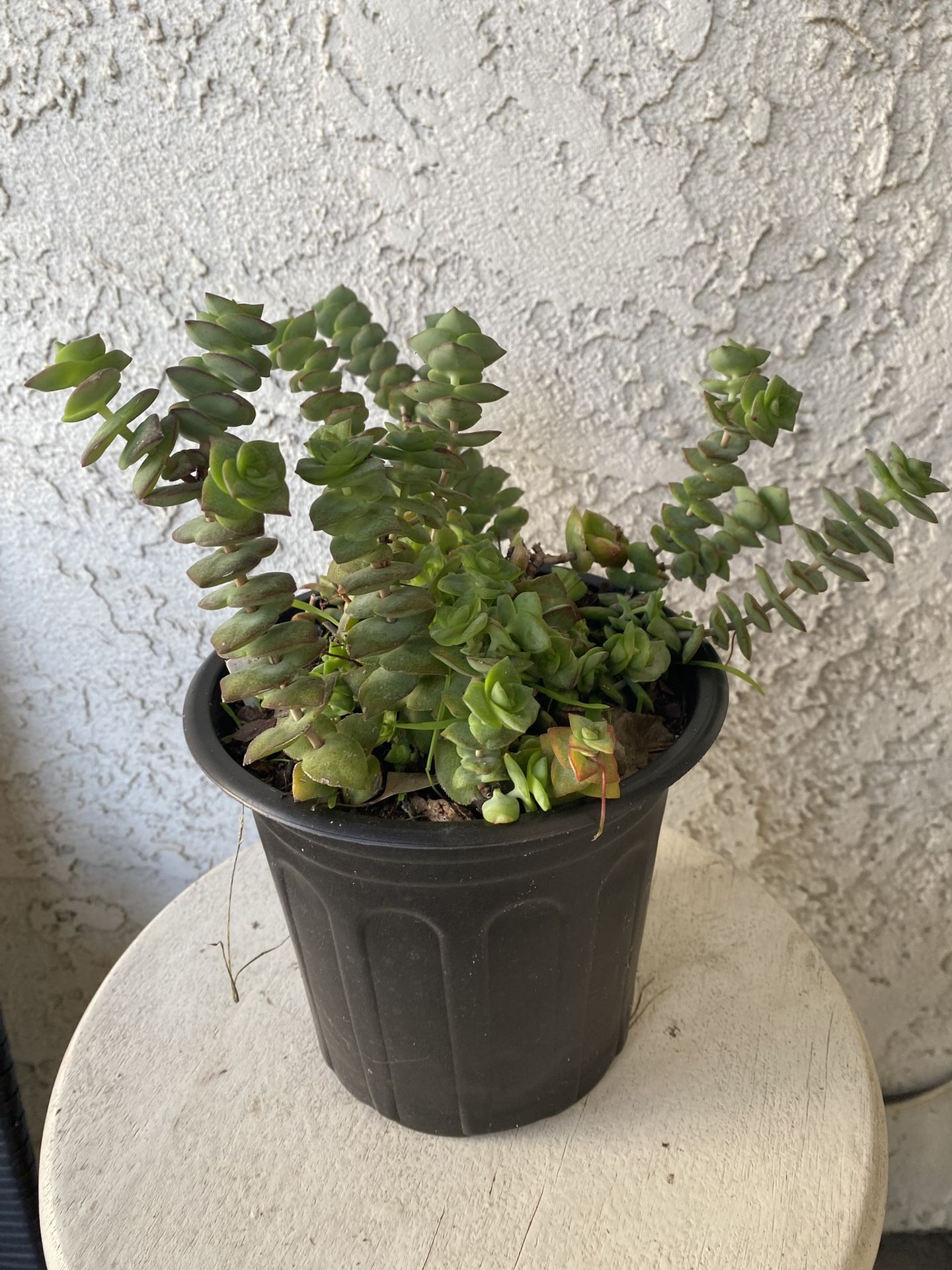 1 Gallon Pot Succulent Plant - Crassula Perforata  - String of Buttons - Rooted & Established Plant - Drought Resistant - 🪴 