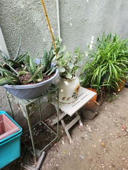 Big plant yard sale today!!!! Open now!!!!