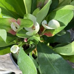Corona De Cristo Crown Of Thorn Plant 