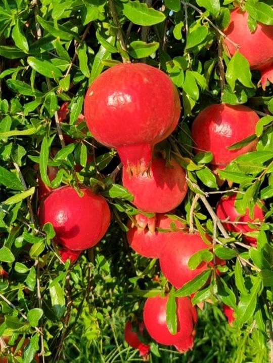 Pomegranate Tree