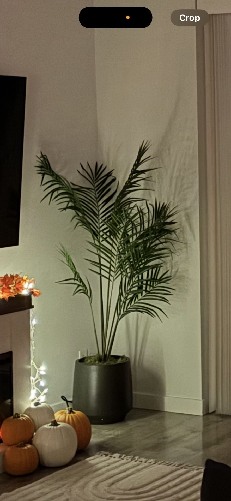 Large Plant With Vase