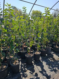 Persimmon Tree