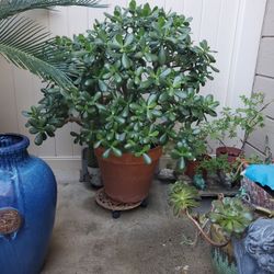 Plant