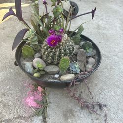 Cactus/succulent Arrangements 