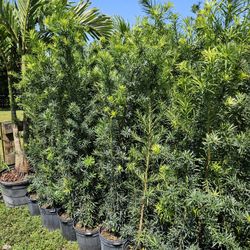 Podocarpus  Over 6 Feet Tall Instant Privacy  Hedge  Full Hedge 