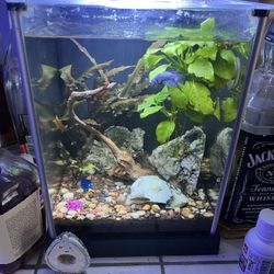 Fluval 3g Fully Setup