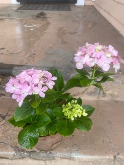 Pink Hydrangea Plant