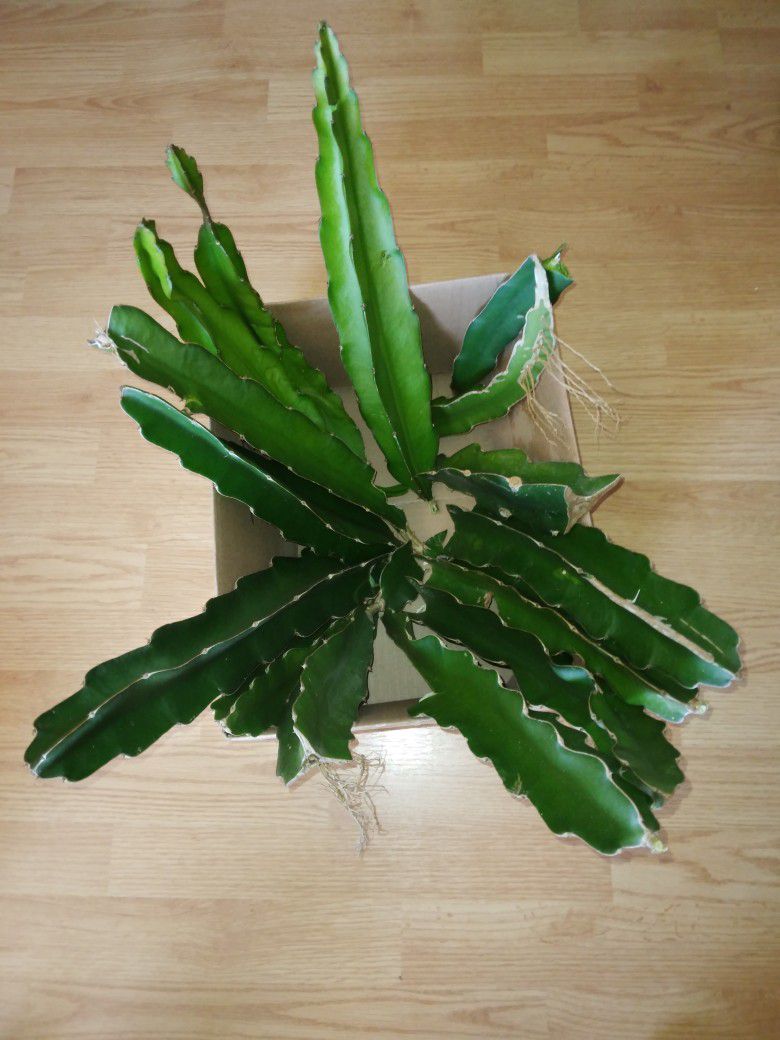 5 LBS Dragon Fruit Cactus Cuttings $50 -Ship $14 - Red W.white Pulp