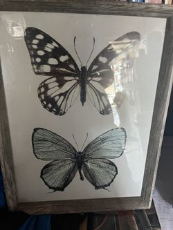 Butterflies Picture
