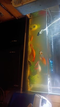 Fish tank