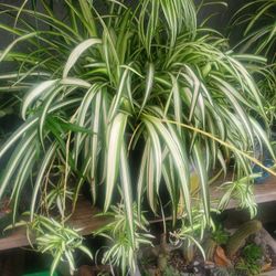 Big Spider Plant