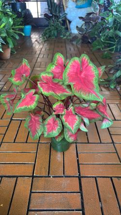 Caladium 4” pot plant