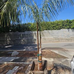 Queen Palm Tree