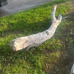 Big Piece Of Driftwood 